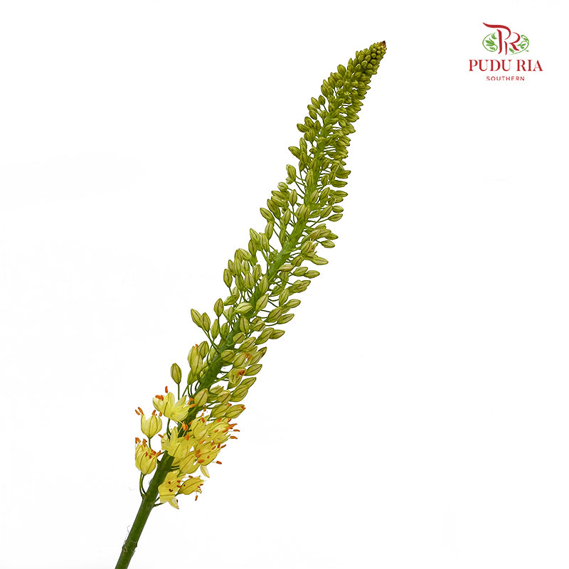 Eremurus Shelf - (2 Stems)