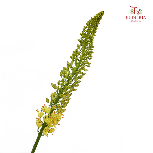 Eremurus Shelf - (2 Stems)