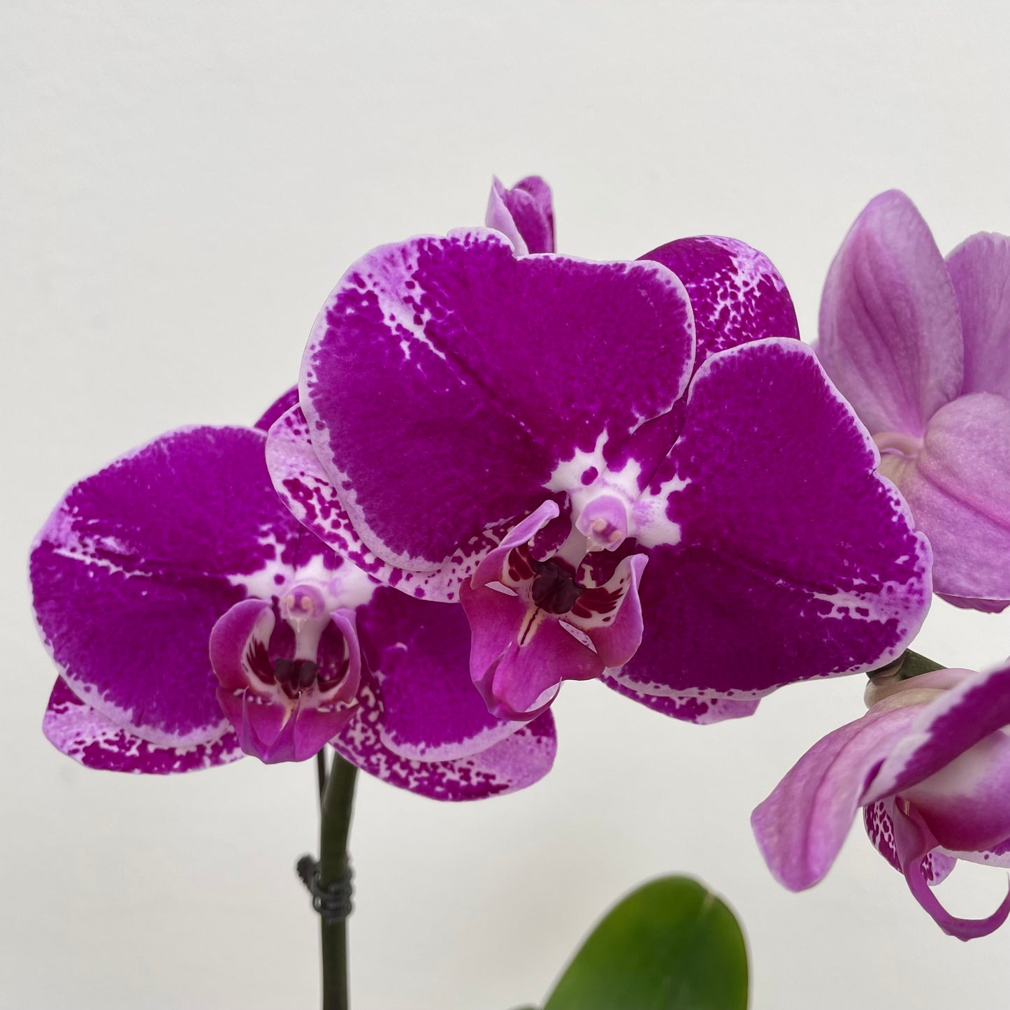 Phalaenopsis Orchid Purple Spot Line Big