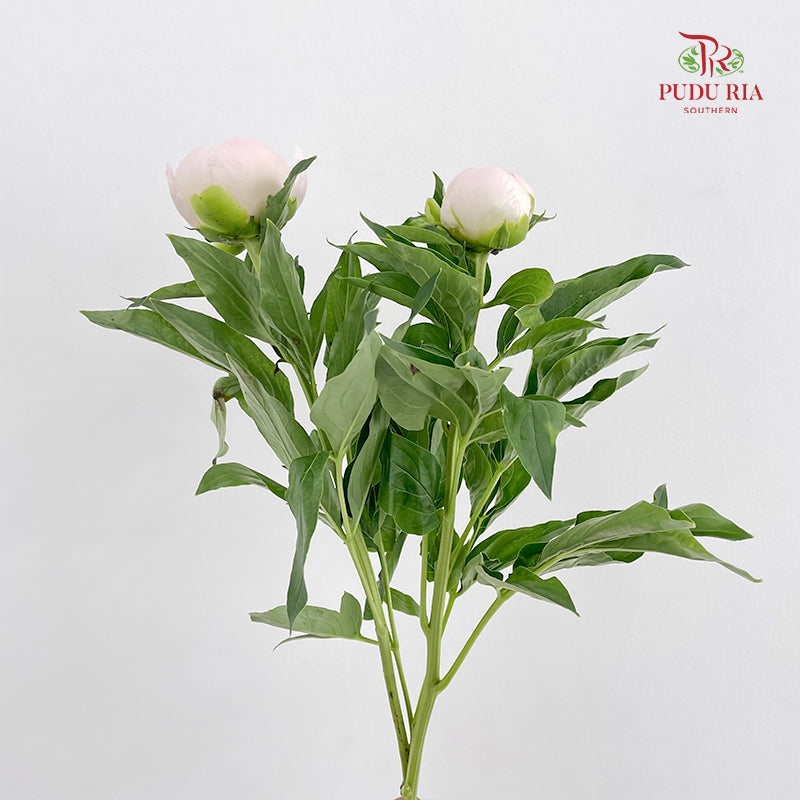 Peony Miss USA 美国小姐芍药 - (2 Stems)