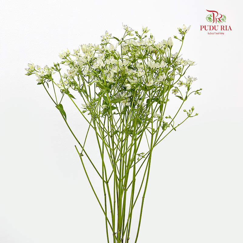 Nirvana Flower - (Per Bundle)