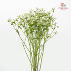 Nirvana Flower - (Per Bundle)