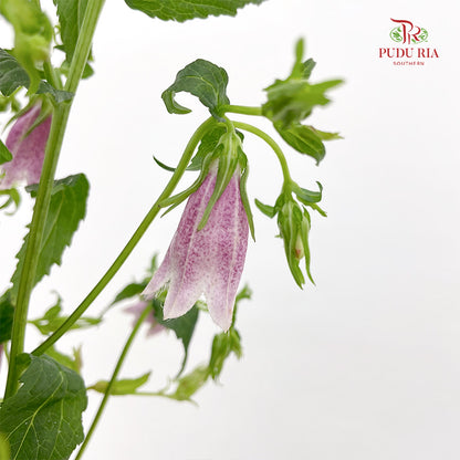 Spotted Bellflower (Campanula Punctata) 紫斑风铃草 - (Per Bundle)