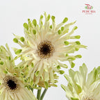 Gerbera Pastini Arona - (8-10 Stems)