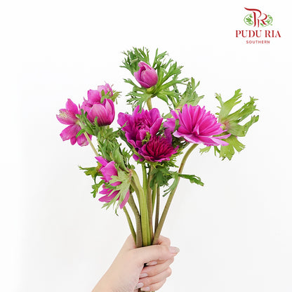 Anemone Purple 银莲花 - (Per Bundle)
