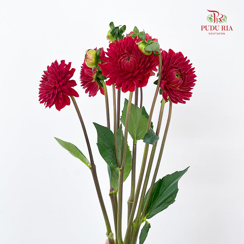 Dahlia Hybrida Red 红色奔跑大理花 - (5 Stems)