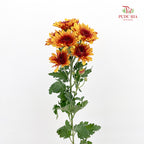 Chrysanthemum Pompom Brown / Yellow 2 - (10-12 Stems)