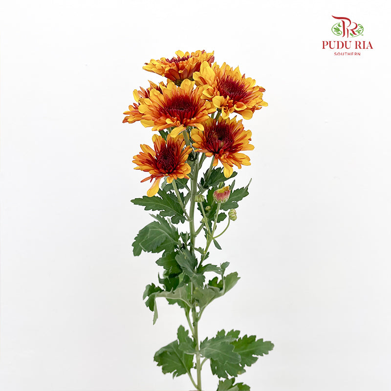 Chrysanthemum Pompom Brown / Yellow 2 - (10-12 Stems)