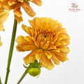 Dahlia Orange - (Per Bundle)