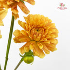 Dahlia Orange - (Per Bundle)