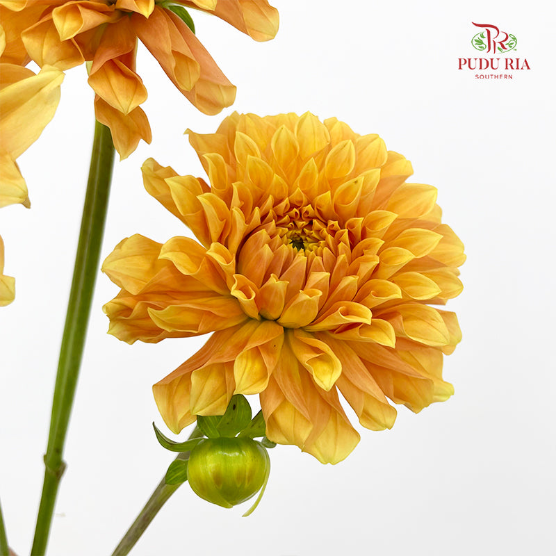 Dahlia Light Orange - (5 Stems)