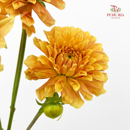 Dahlia Light Orange - (5 Stems)