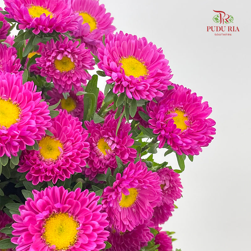 Aster Pink 翠菊 - (Per Bundle)