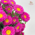 Aster Pink 翠菊 - (Per Bundle)