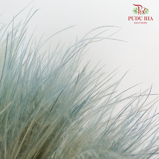Dry Stipa Grass Blue - Pudu Ria Florist Southern