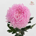 Peony Chrysanthemum Dyed Pink 牡丹菊 - (5 Stems)