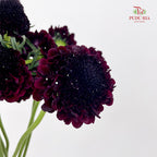Scabiosa Purple 蓝盆花 - (Per Bundle)