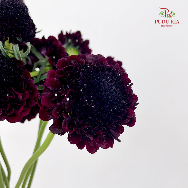 Scabiosa Purple 蓝盆花 - (Per Bundle)