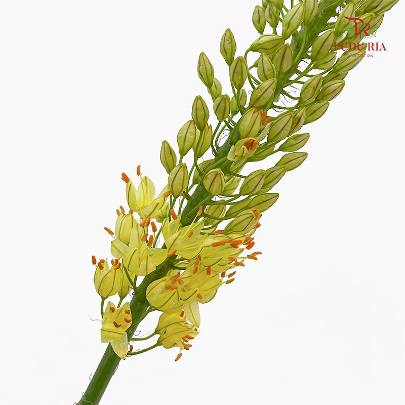 Eremurus Shelf - (2 Stems)