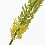 Eremurus Shelf - (2 Stems)