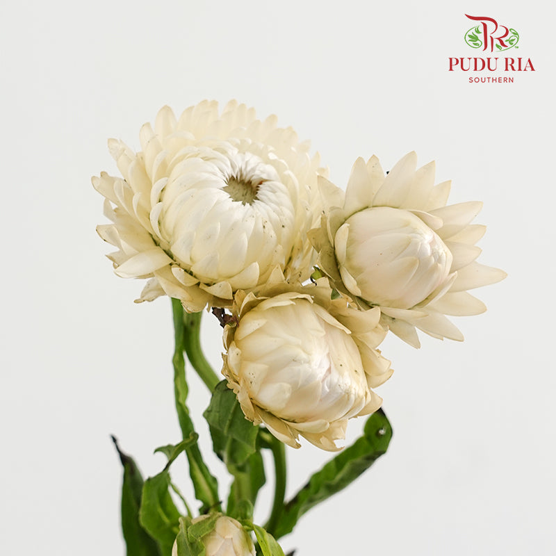 Helichrysum Bracteatum - (Per Bundle)