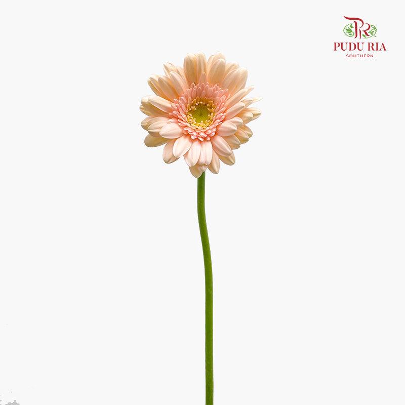 Gerbera Mini Champagne 非洲菊 - (8-10 Stems)