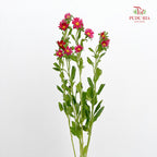 Hana Red - (Per Bundle)