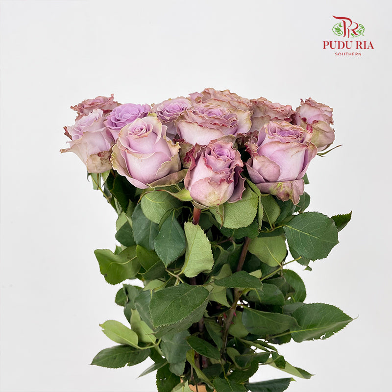 Rose Princess Kaori 玫瑰香織公主 - (10-12 Stems)
