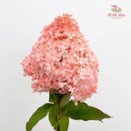 Hydrangea Dyed Champagne 绣球花 - (Per Stem)