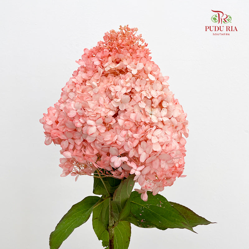 Hydrangea Dyed Champagne 绣球花 - (Per Stem)