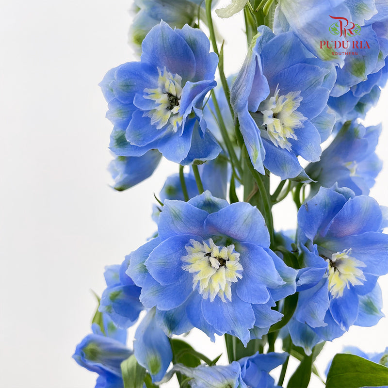 Delphinium Elatum 飞燕草 Blue - (5 Stems)
