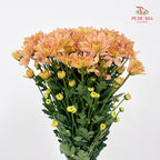 Chrysanthemum Pompom Champagne 2 - (10-12 Stems)