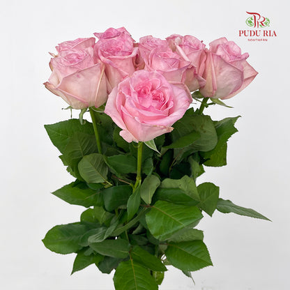 Rose Litchi Pink - (9 - 10 Stems)