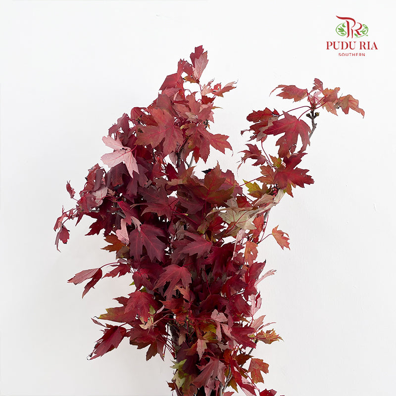 Maple Leaf/Fruit - (Per Bundle)