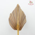 Dry Palm Dyed Brown (5 Stems) - Pudu Ria Florist Southern