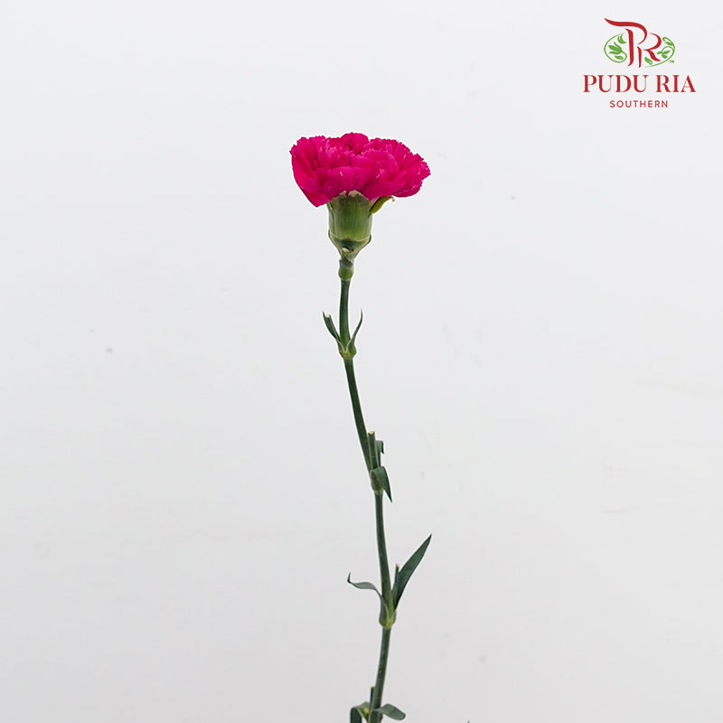 Carnation St Freud 佛洛依德康乃馨 - (18-20 Stems)