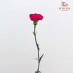 Carnation St Freud 佛洛依德康乃馨 - (18-20 Stems)