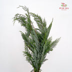 Christmas Leaf 圣诞叶 - (Per Bundle)