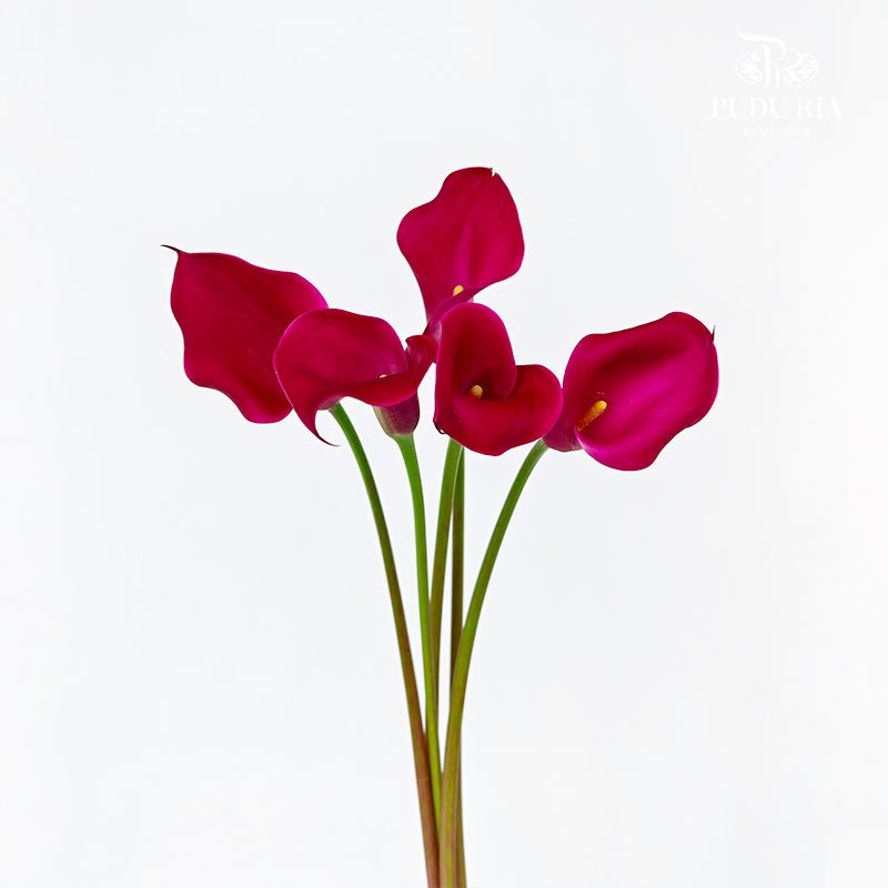 Calla Lily Pink 海芋 - (5 Stems)