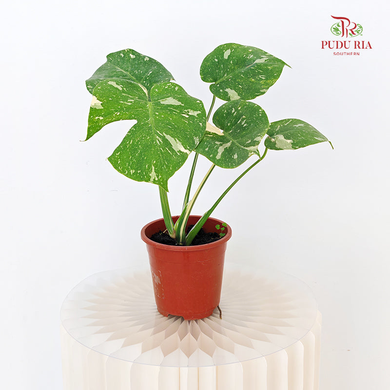 Monstera Thai Constellation