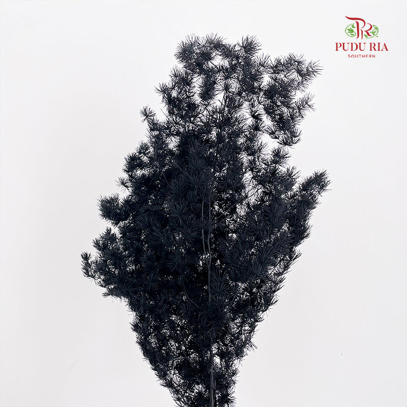 Preservative Asparagus Fern Black