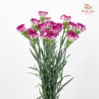Carnation 康乃馨 Purple - (18-20 Stems)