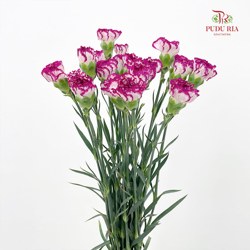 Carnation 康乃馨 Purple - (18-20 Stems)