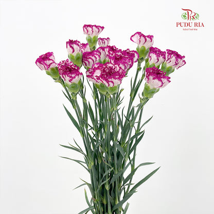Carnation 康乃馨 Purple - (18-20 Stems)