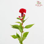 Celosia Round Red 鸡冠花 - (5 Stems)