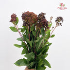 Viburnum Flower 荚蒾 - (Per Bundle)