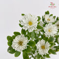 Mini Aster White 迷你翠菊 - (Per Bundle)
