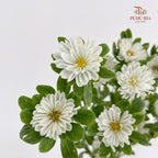 Mini Aster White 迷你翠菊 - (Per Bundle)