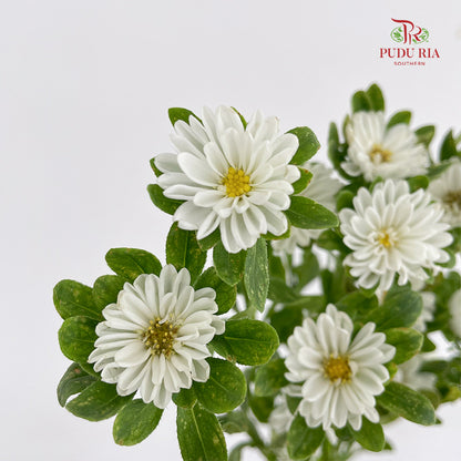 Mini Aster 迷你翠菊 White - (Per Bundle)