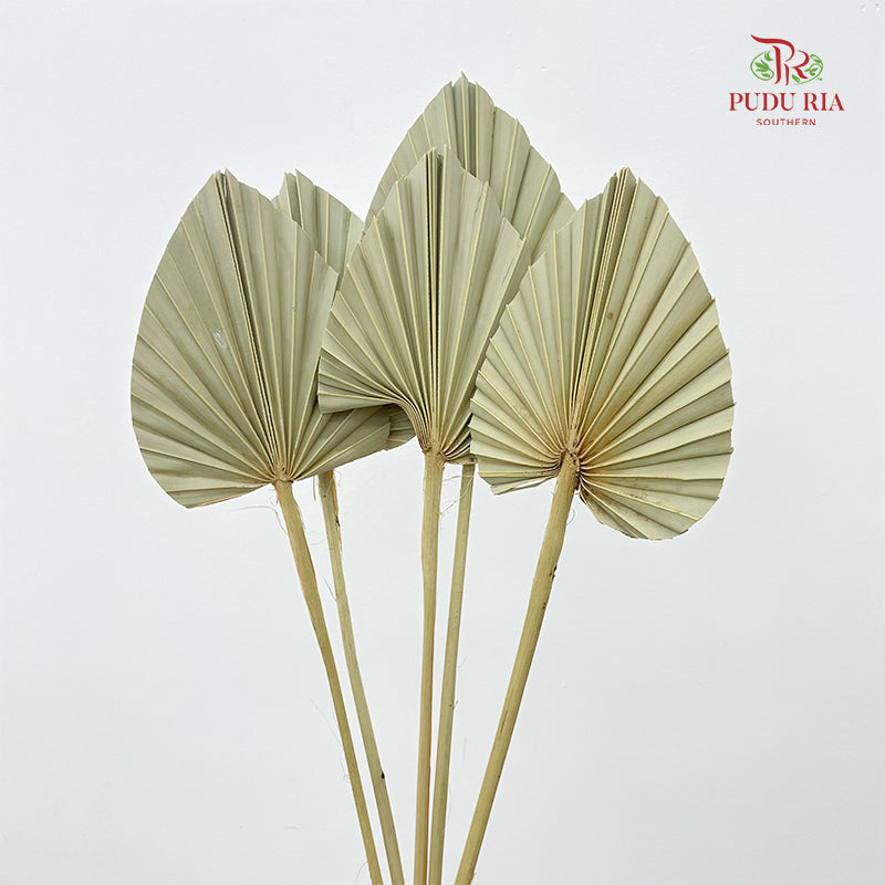 Dry Palm Natural - (5 Stems)
